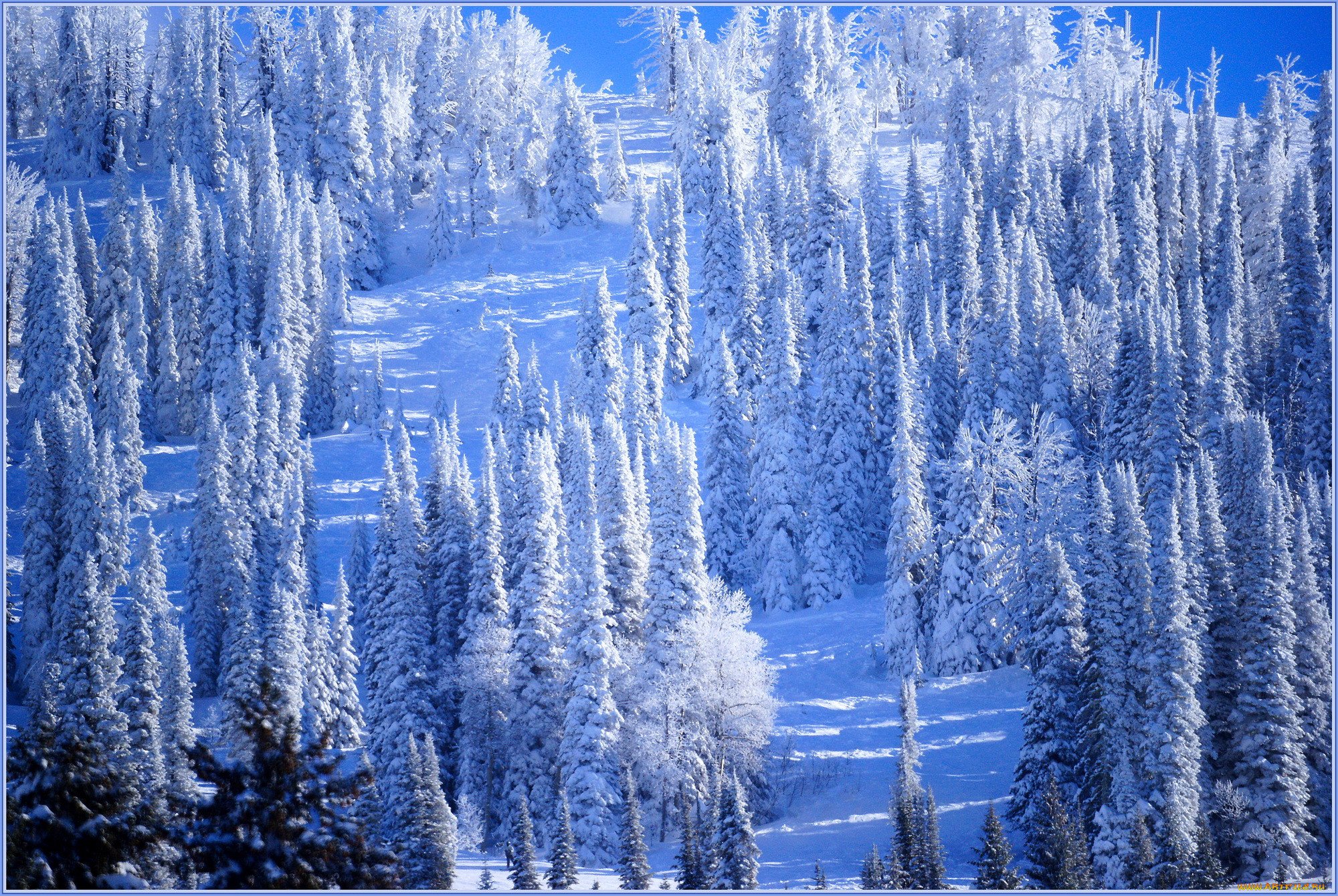 Winter forest. Зимний лес. Красивый зимний лес. Лес в снегу. Красивые снежные леса.