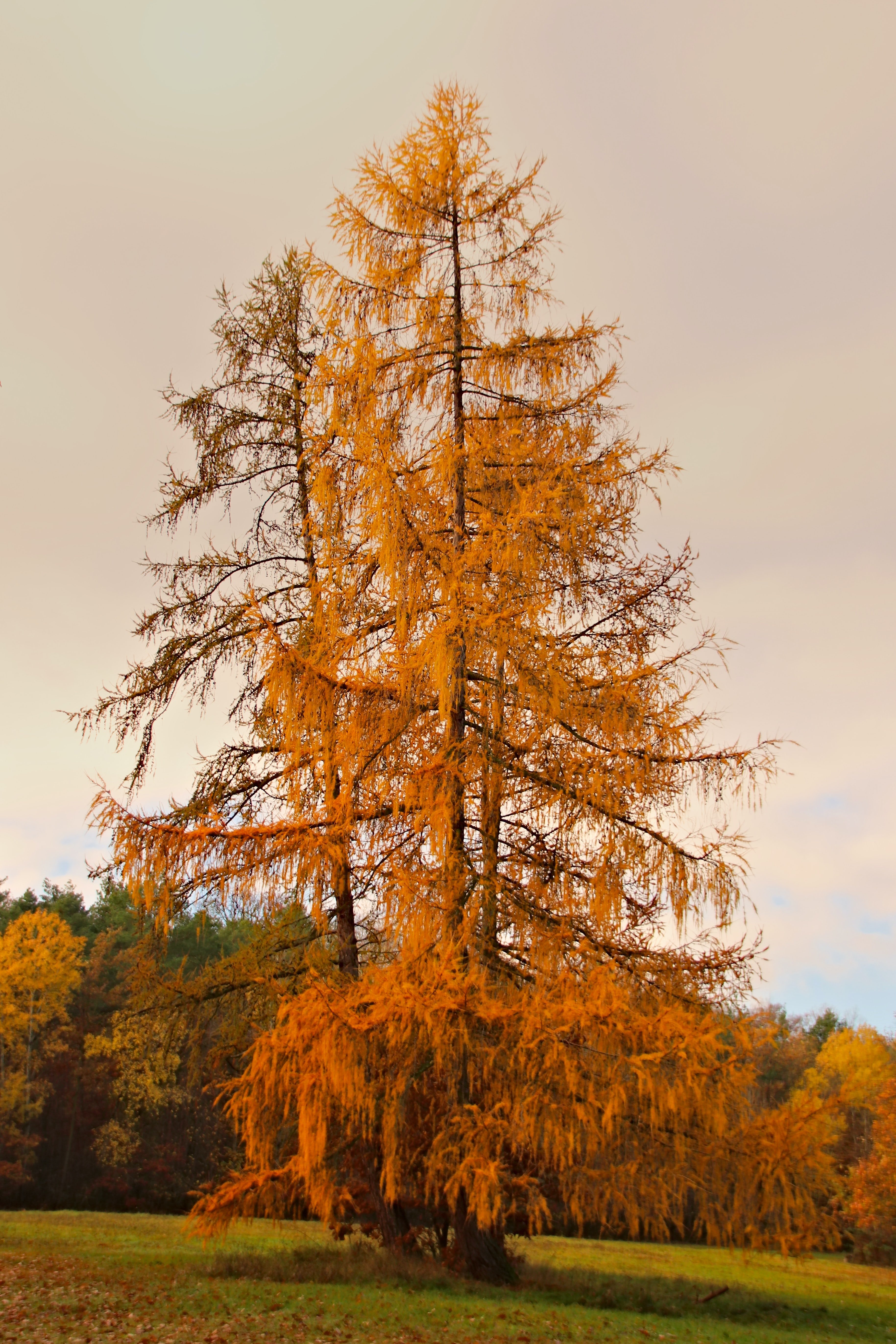 Фото лиственницы дерево. Лиственница Ольгинская Larix Olgensis. Лиственница европейская обыкновенная. Лиственница Сибирская дерево. Лиственница Кавказская.