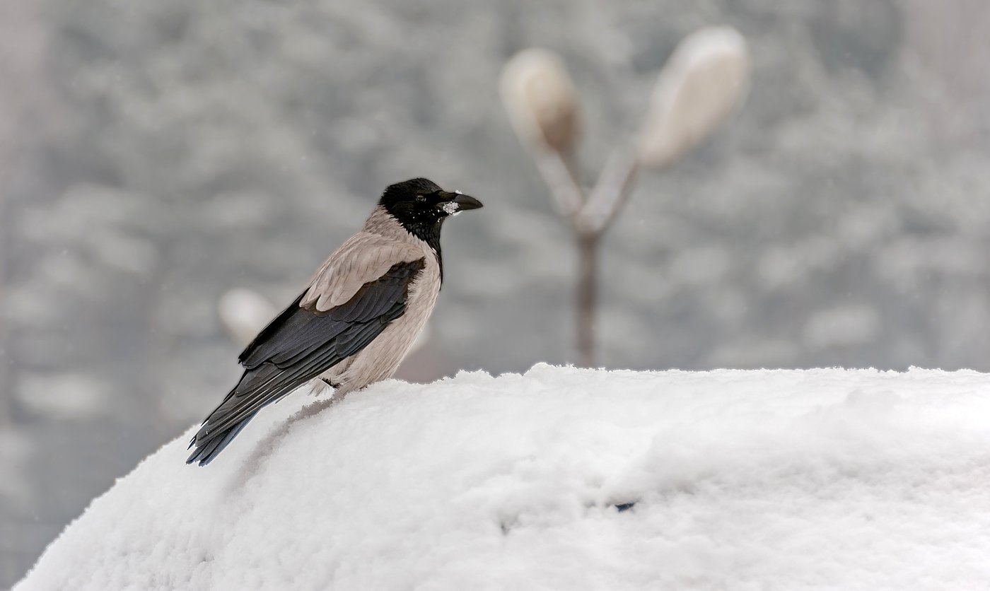 Winter crow. Зимующие птицы серая ворона. Ворона зимой. Ворона на снегу. Серая ворона зимой.