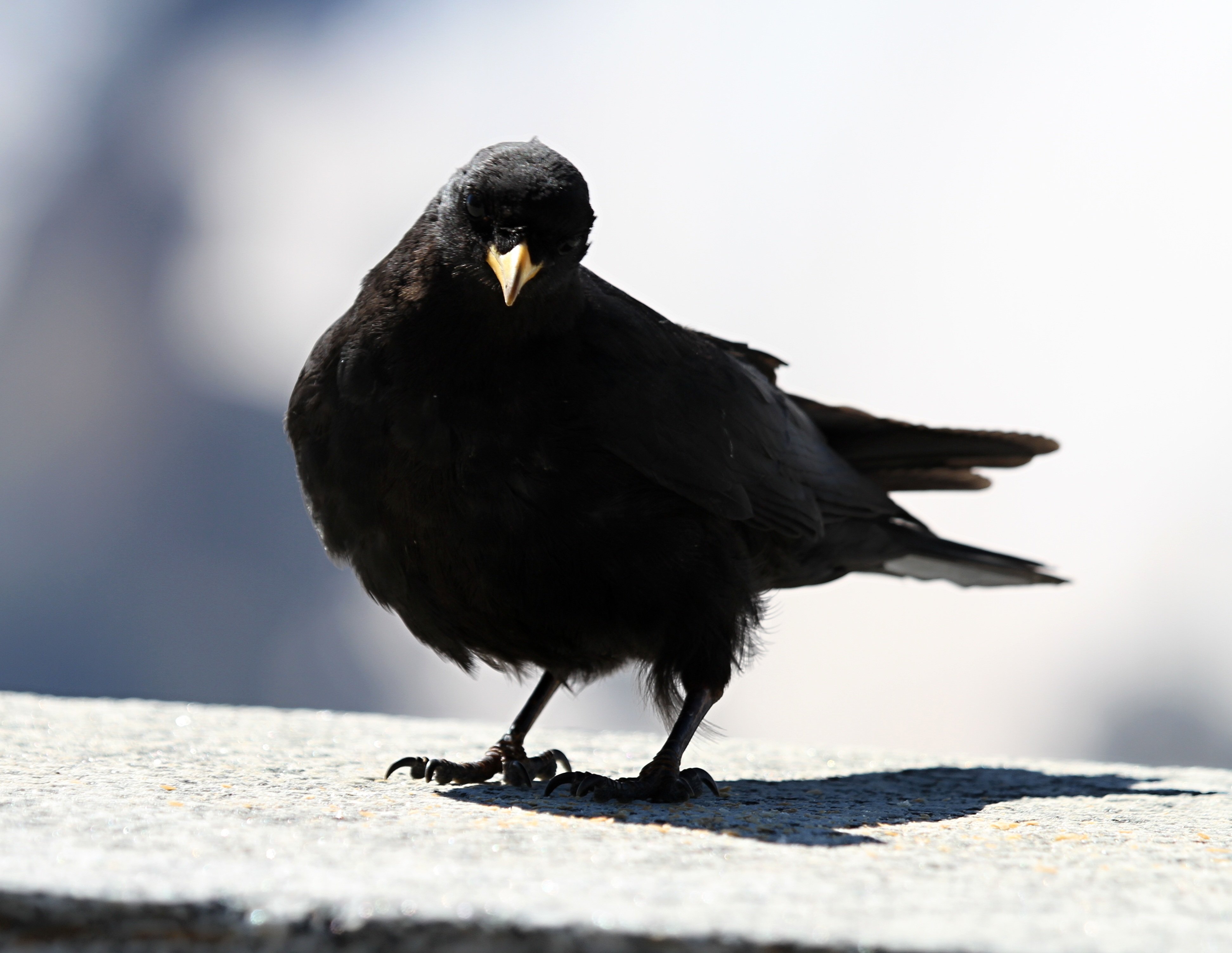 Огромные черные птицы. Дрозд Галка птица. Грач Дрозд Галка. Галка черная птица. Alpine Jackdaws.