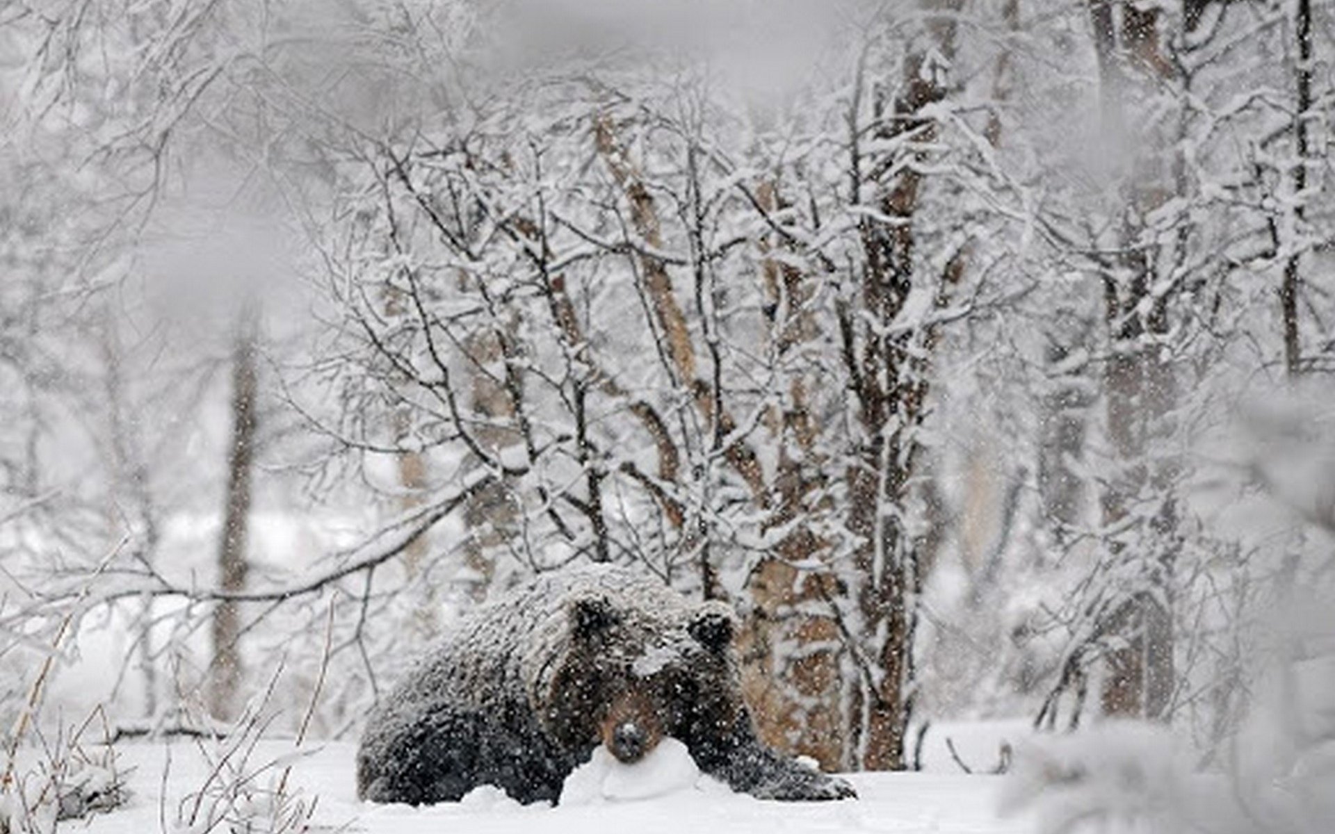 Медведь в сугробе. Медведь зимой. Медведь зимой в лесу. Медведь в зимнем лесу. Медведь в заснеженном лесу.