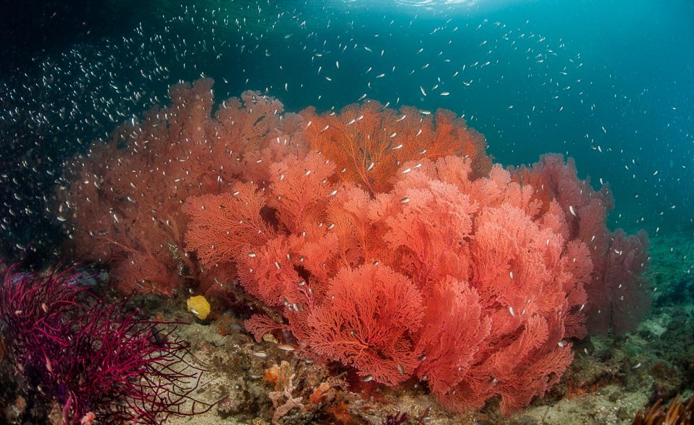 Красное море в индийском океане