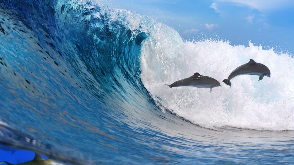 Изображения по запросу Дельфины