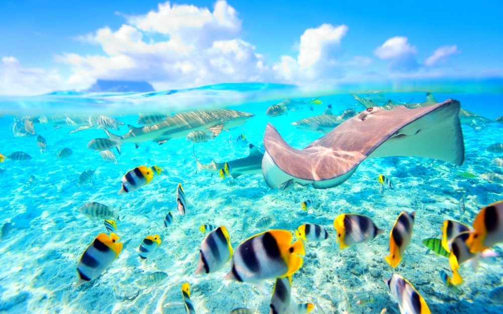 Остров Бора Бора подводный мир