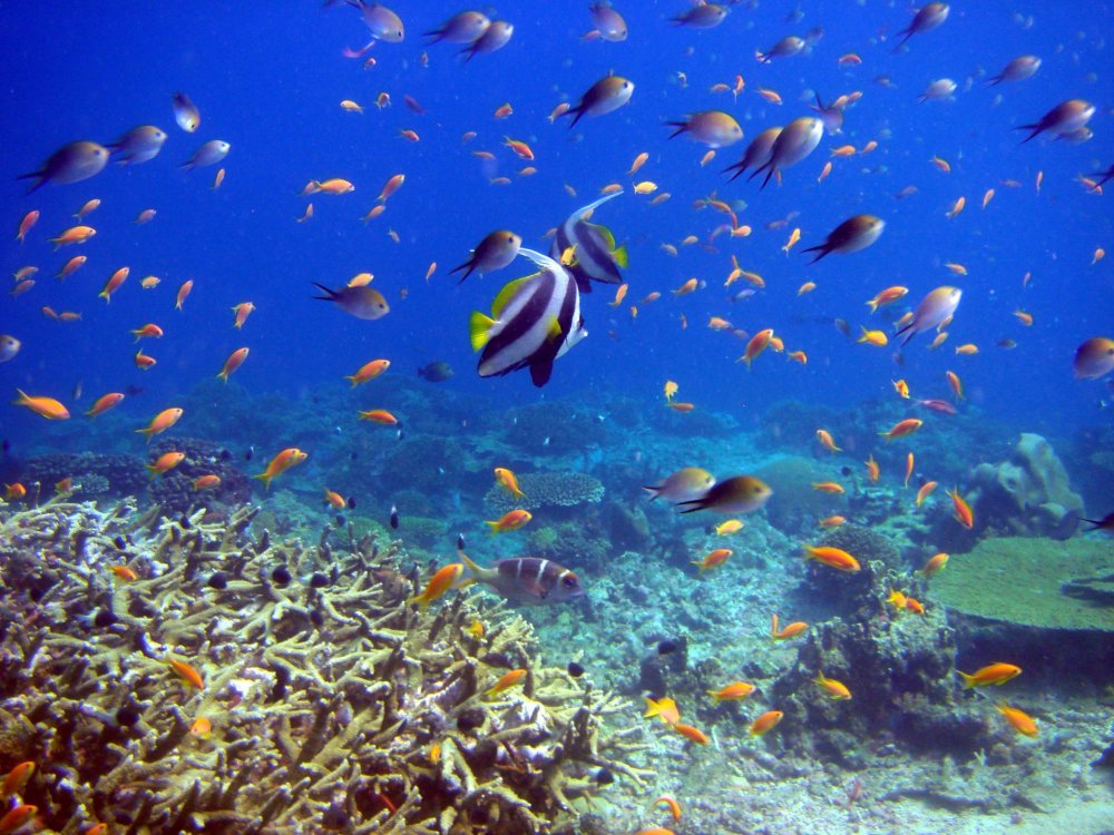 Кайо Коко коралловый риф