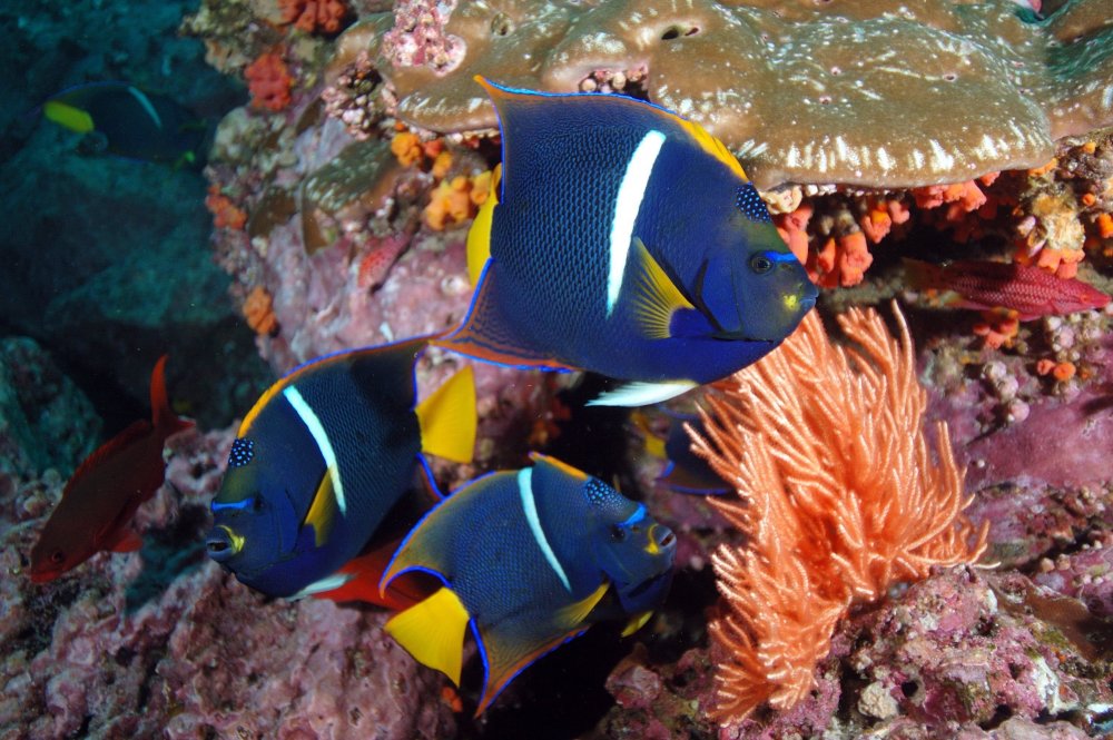 Рифовые рыбки красного моря