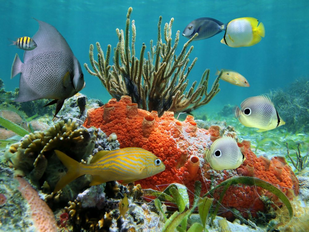 Подводный мир коралловый риф