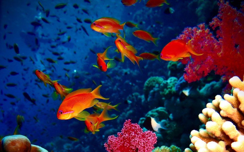 Подводный мир красного моря