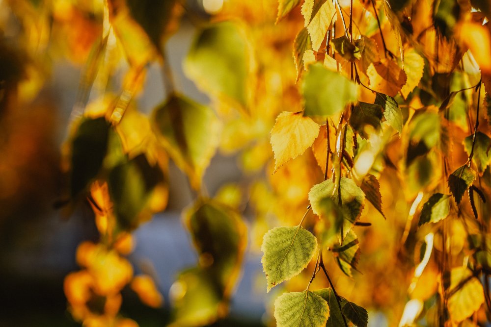 Листья березы осенью (90 фото) - 89 фото