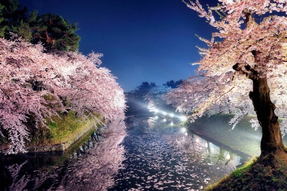 Цветущая Сакура в ночном парке Японии