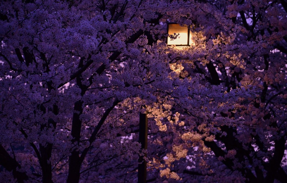 Японский сад ночью