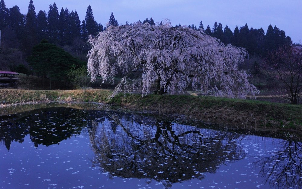 Весна озеро деревья