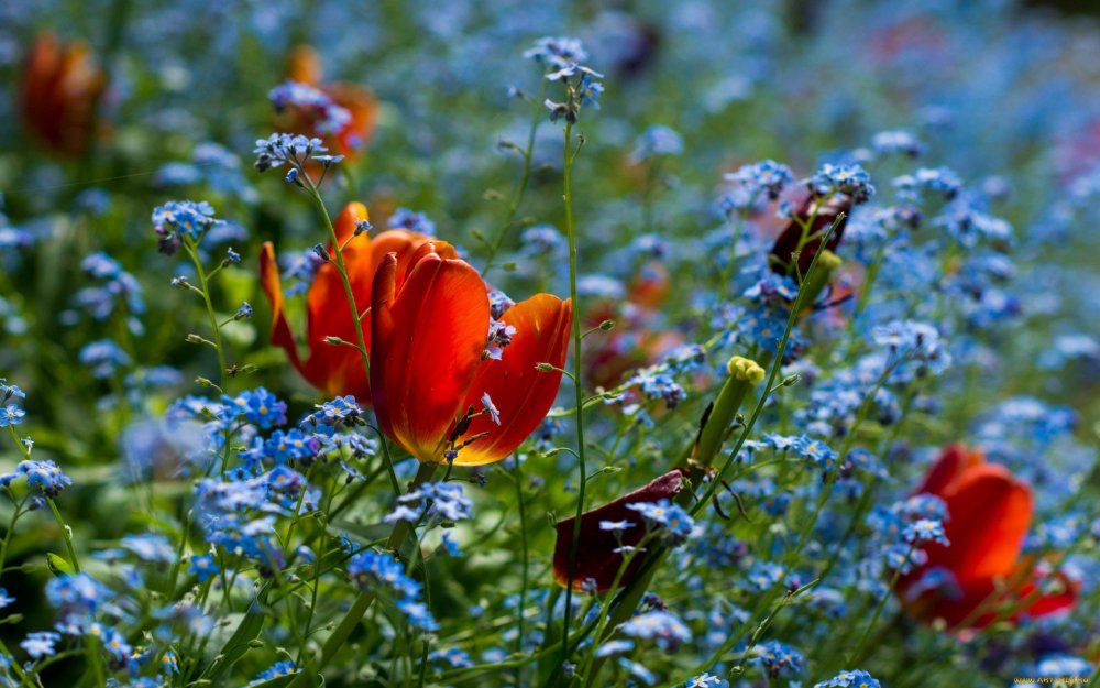 Весенние полевые цветы (62 фото) - 62 фото