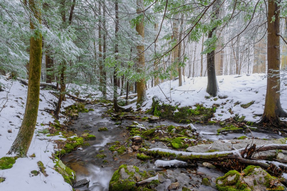 Таяние снега в лесу