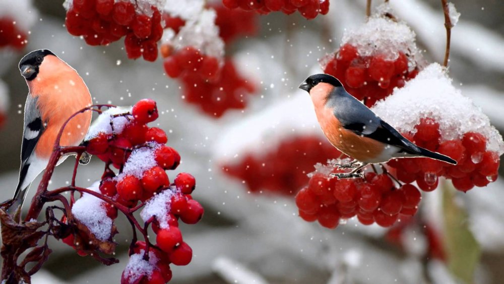 Снегири на рябине зимой - фото онлайн на витамин-п-байкальский.рф