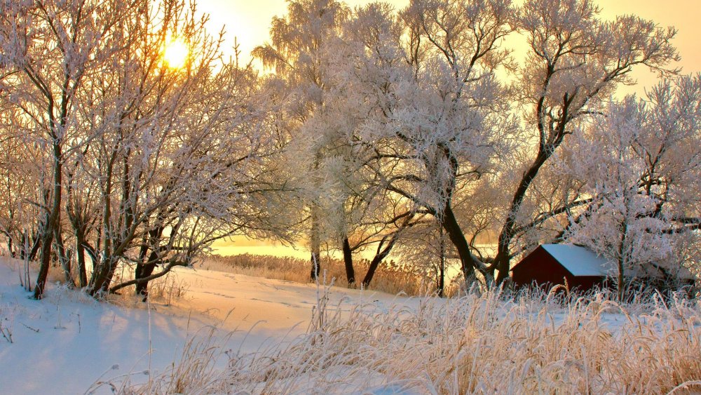 Заснеженные деревья в деревне