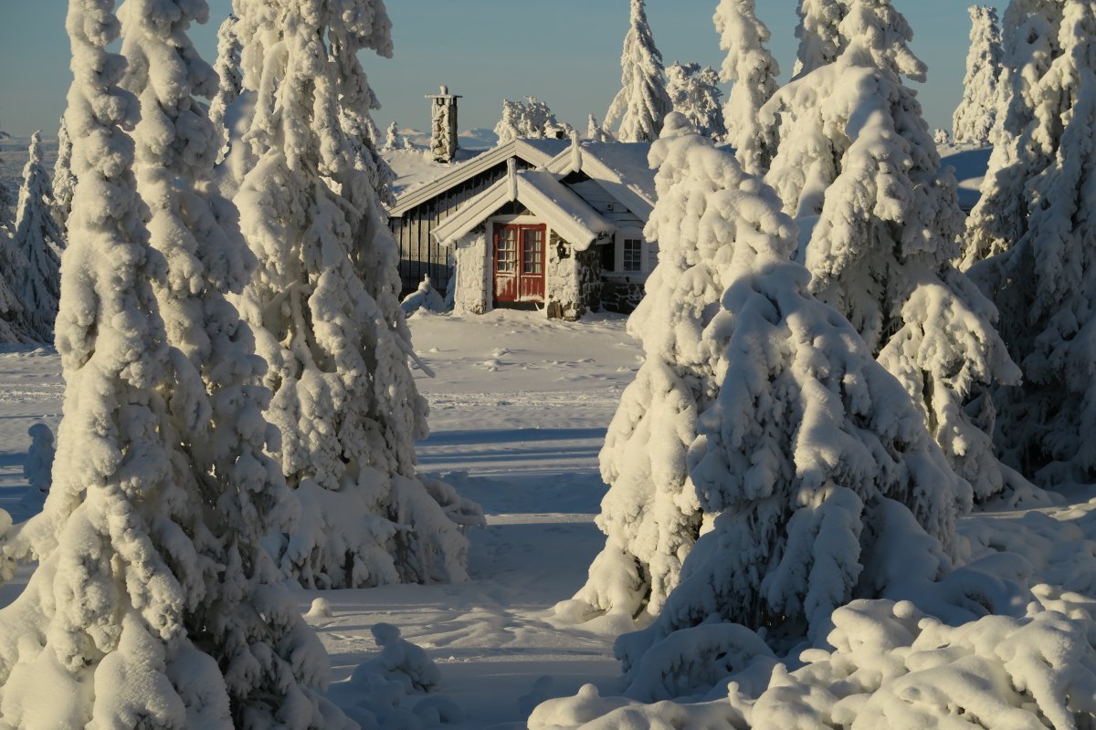 Зимние картинки. Зима фото. Норвежские леса зимой. Зимние фотографии. Удивительная красота зимней природы....