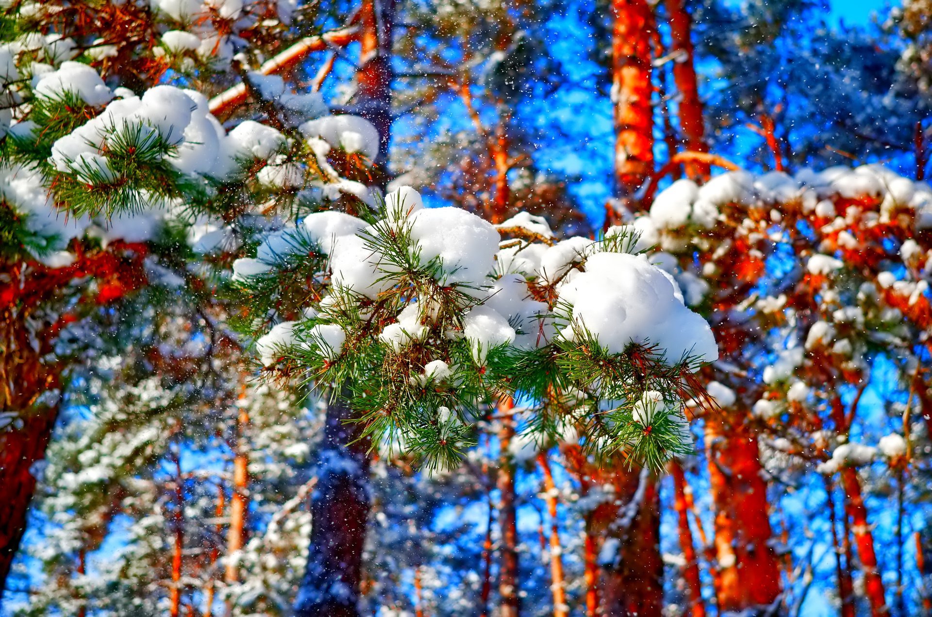 В пелене января. Новогодняя природа. Зимняя природа. Зима в лесу. Заставка зима.