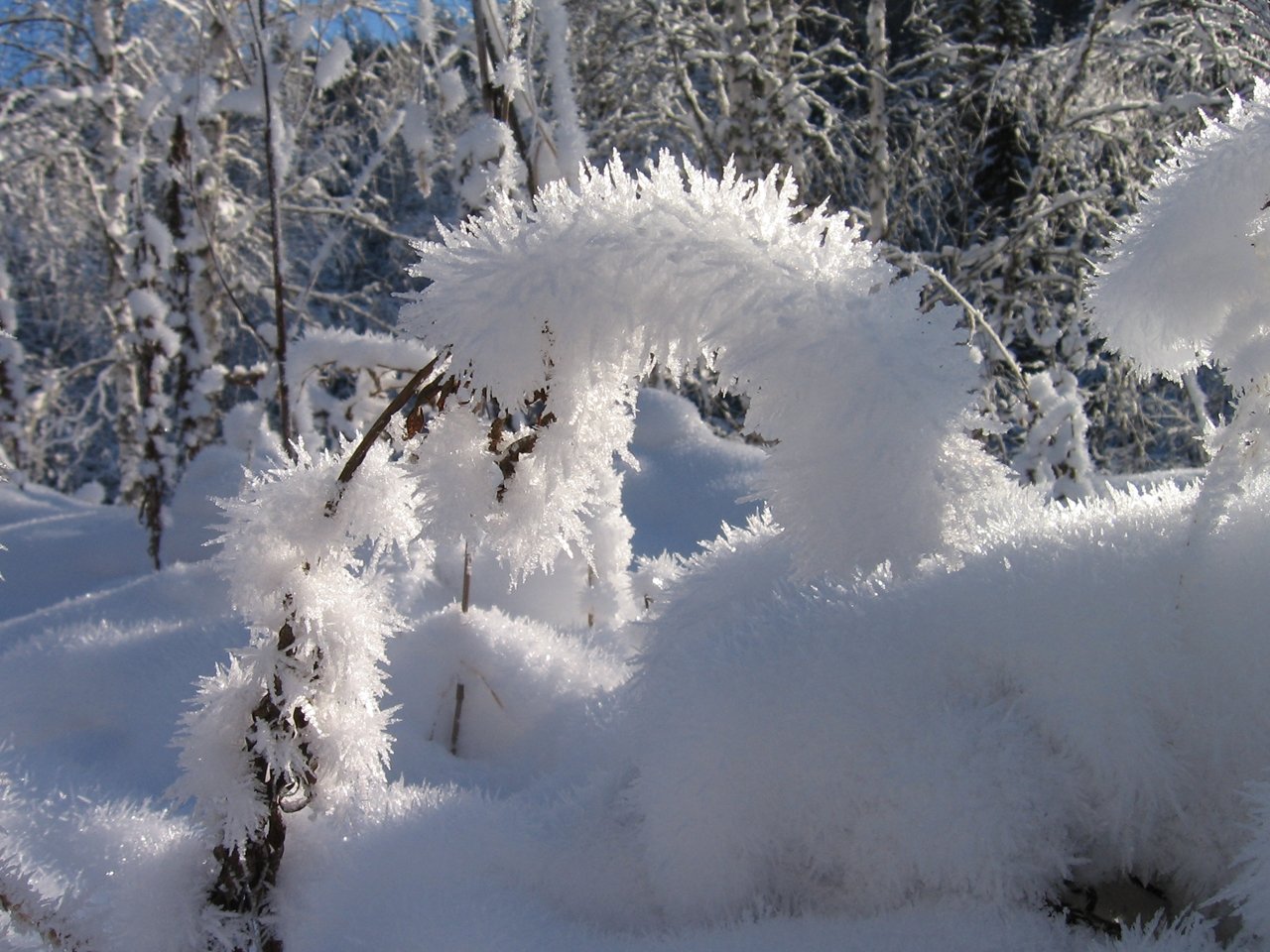 Снежки белые пушистые. Зимние причуды. Зимние причуды природы. Чудеса зимы. Чудеса зимней природы.