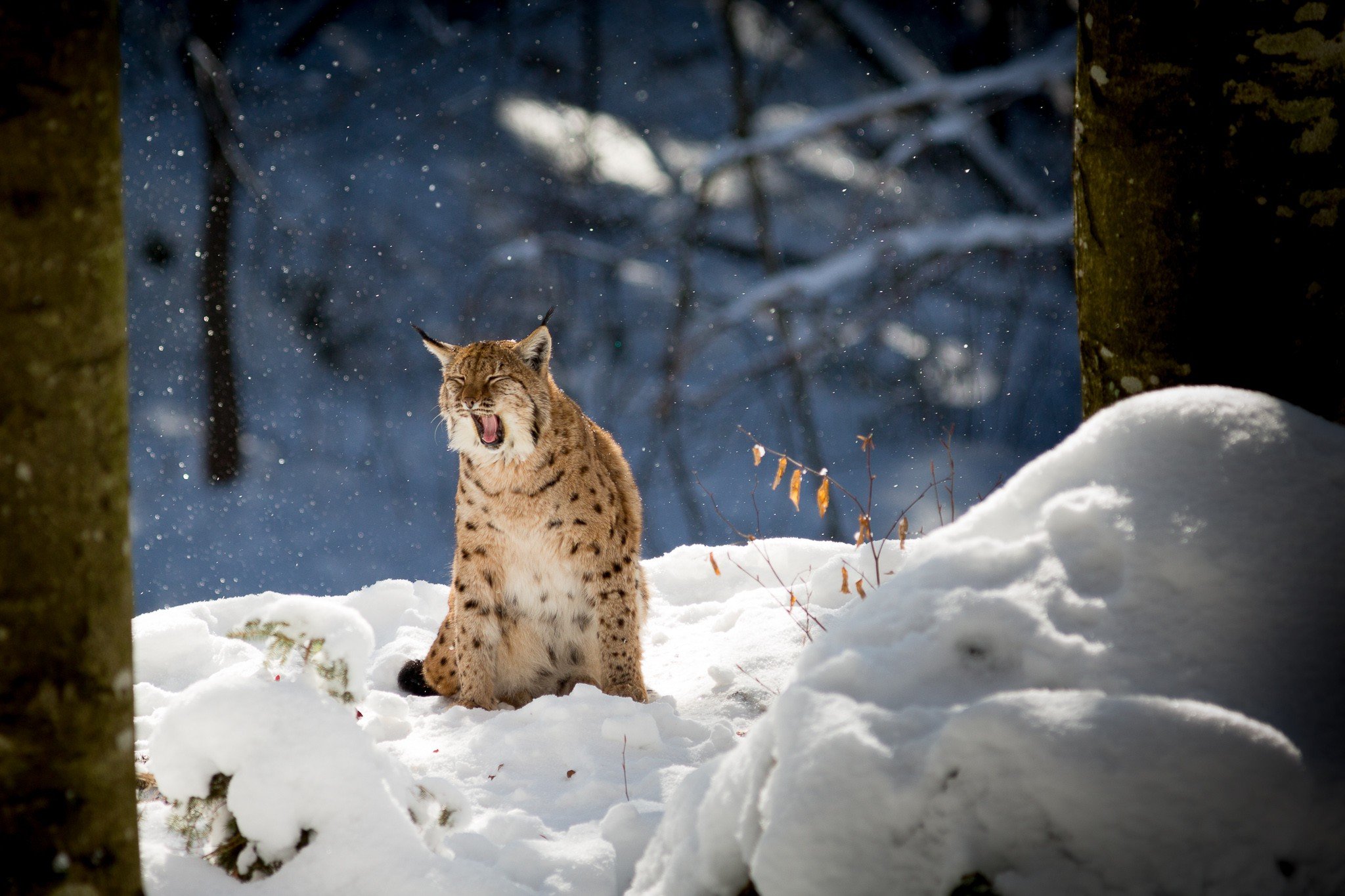 Животные зимой фото