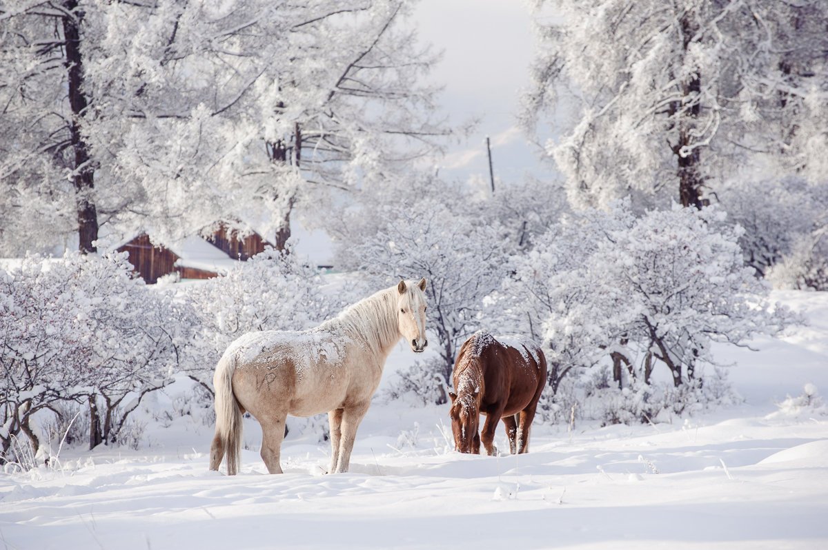 Лошади Зимой