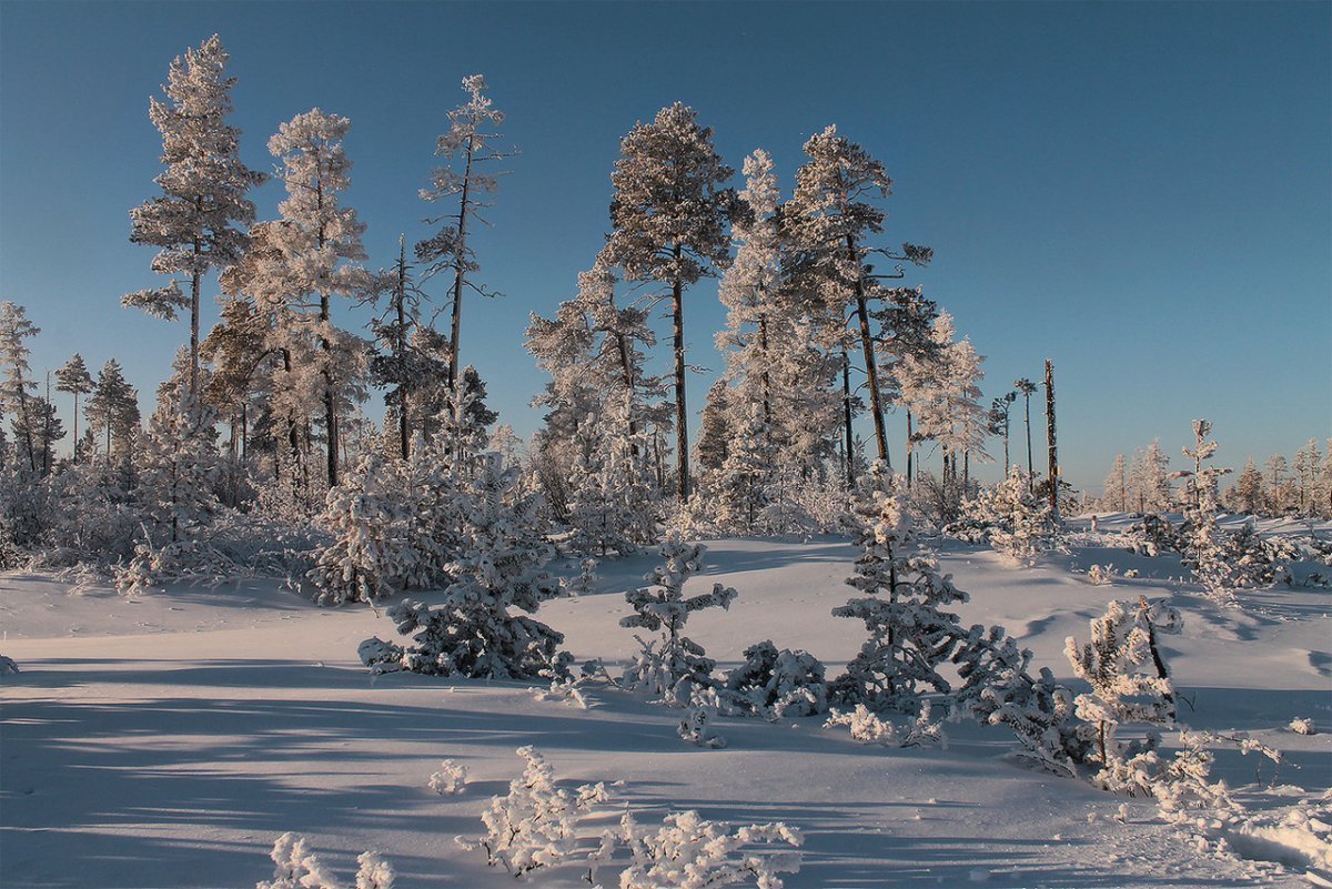 Якутия зимой. Якутия Оймякон лес. Саха Якутия зима. Оймякон природа зима. Нерюнгри-Оймякон.