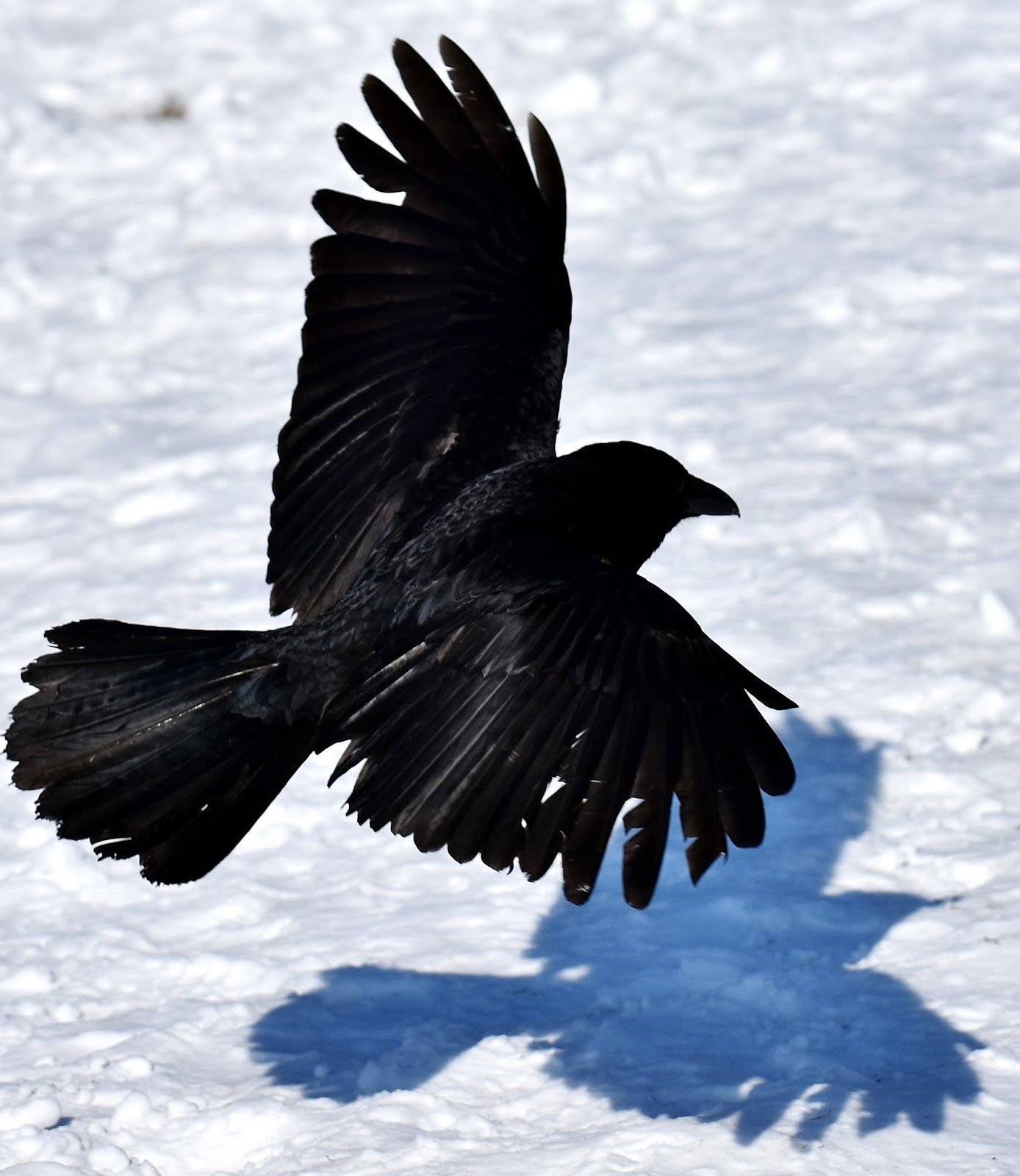 Winter crow. Ворон на снегу. Ворона зимой. Ворон зимой. Арктический ворон.