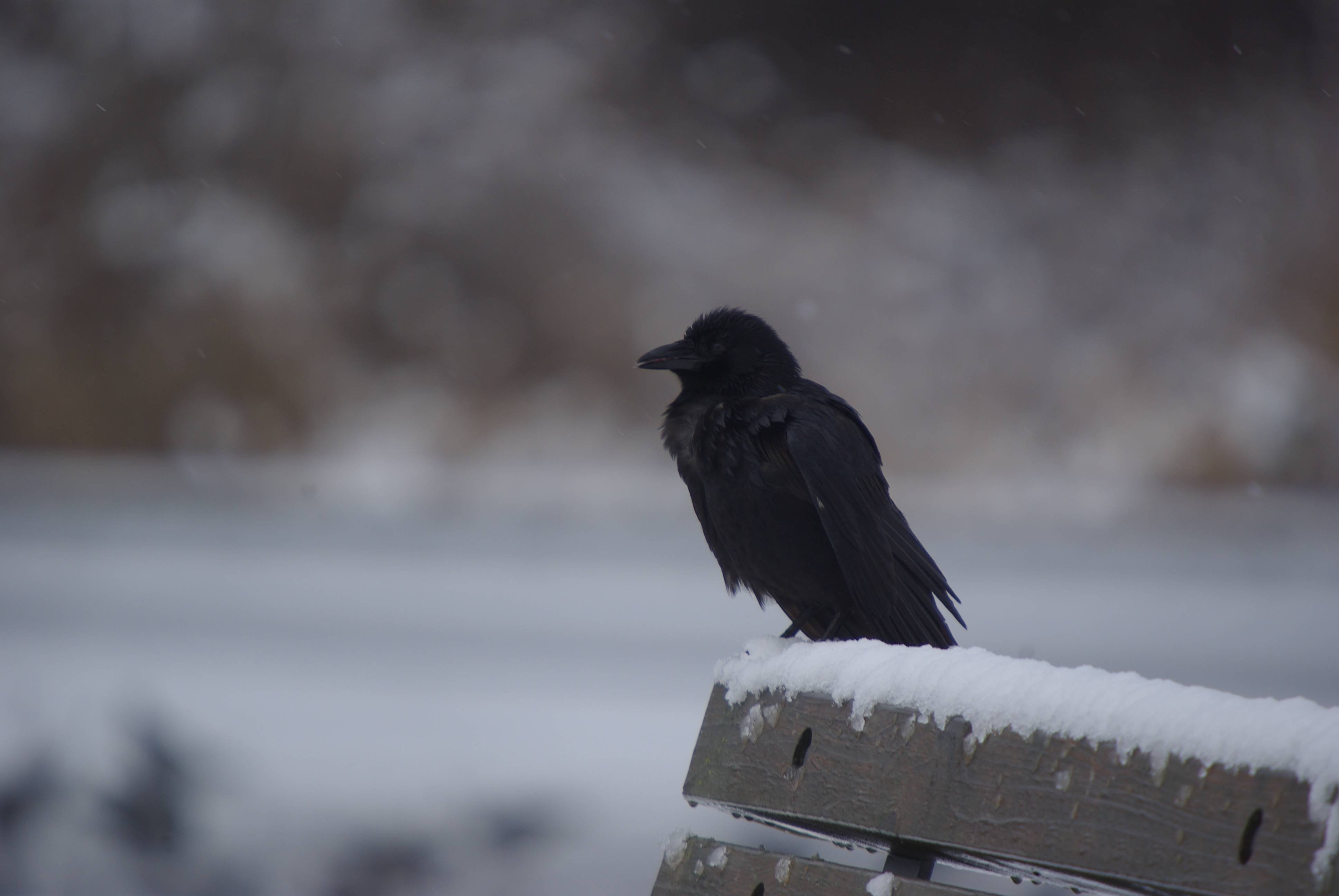 Winter crow. Вороны на снегу. Черный ворон на снегу. Ворон зима. Снежный ворон.