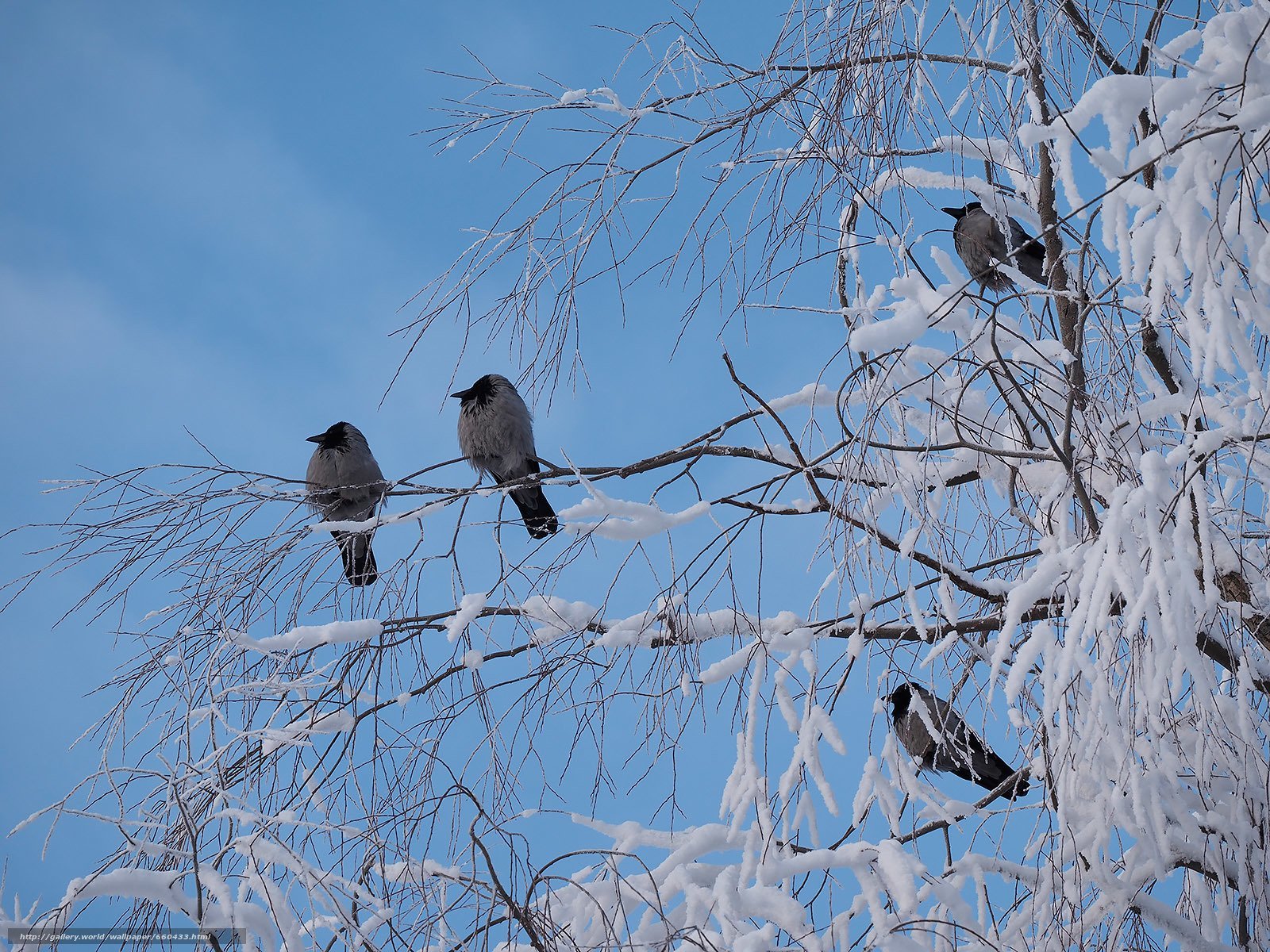 Птицы летающие зимой. Птицы зимой. Птицы на Березе зимой. Зимние птицы в городе. Птички на дереве зимой.