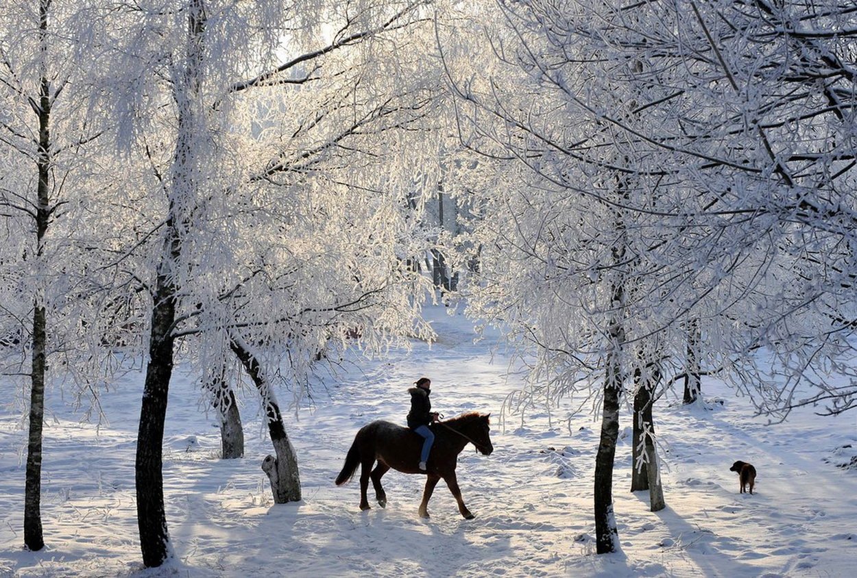 На коне в снегу. Прогулка в зимнем лесу. Лошадь в зимнем лесу. Прогулка в лесу зимой. Лошади в снегу.
