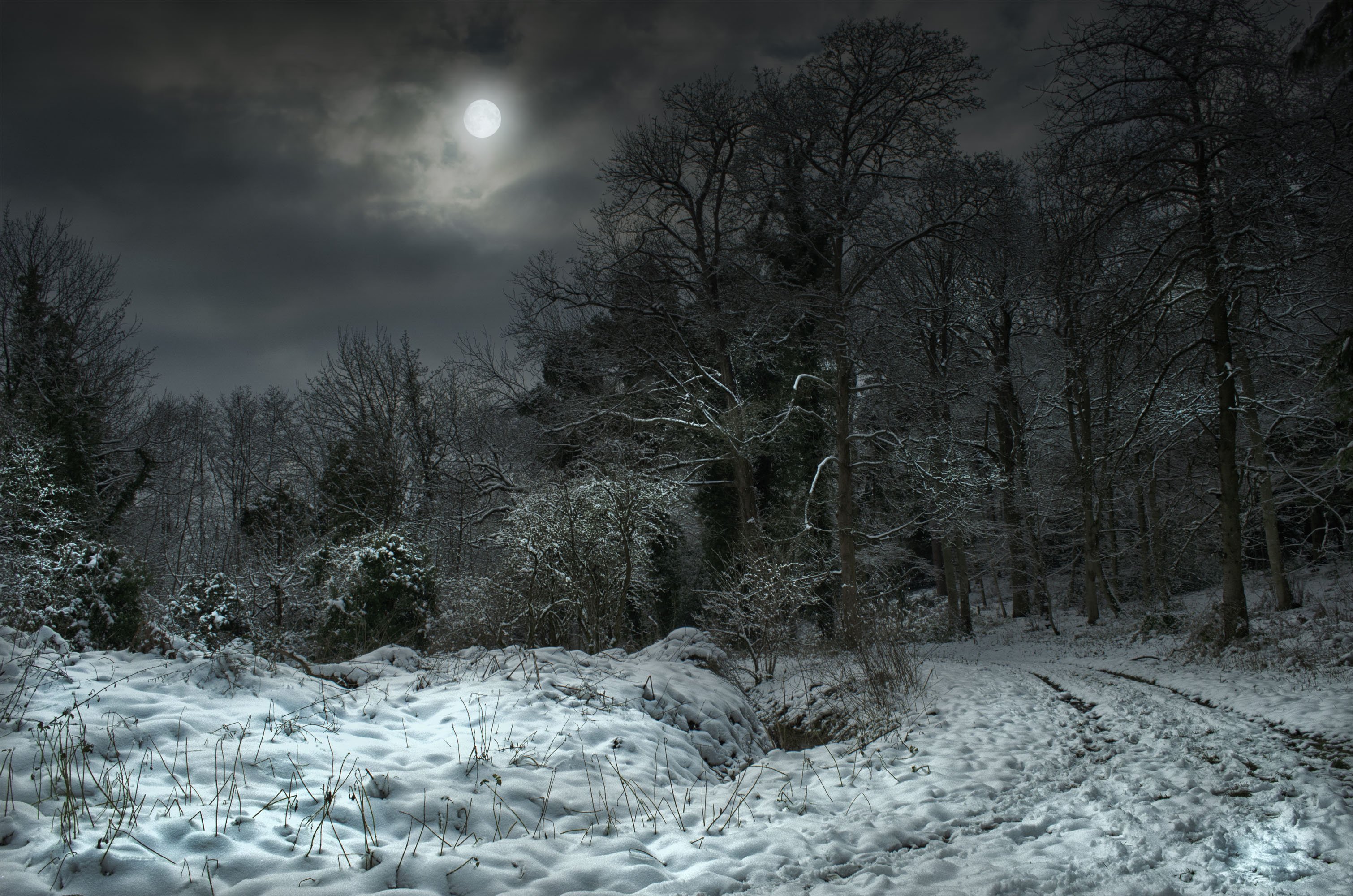 Луна зимой ночью. Зимняя ночь. Зимний лес ночью. Лес зимой ночью. Зима лес ночь.