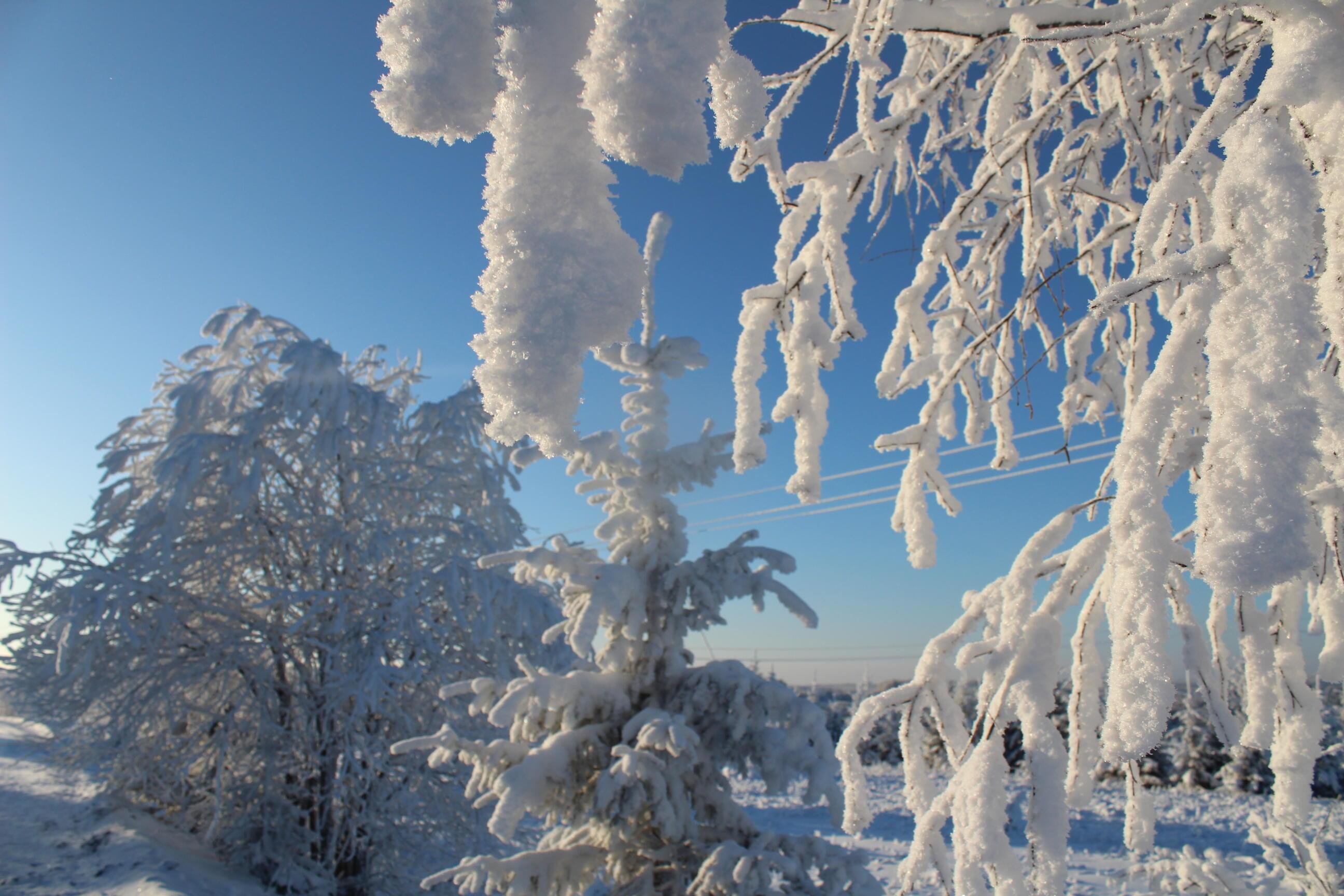 Сильный утренний мороз сковал. Иней на деревьях. Деревья в снегу. Морозные деревья. Зима иней на деревьях.
