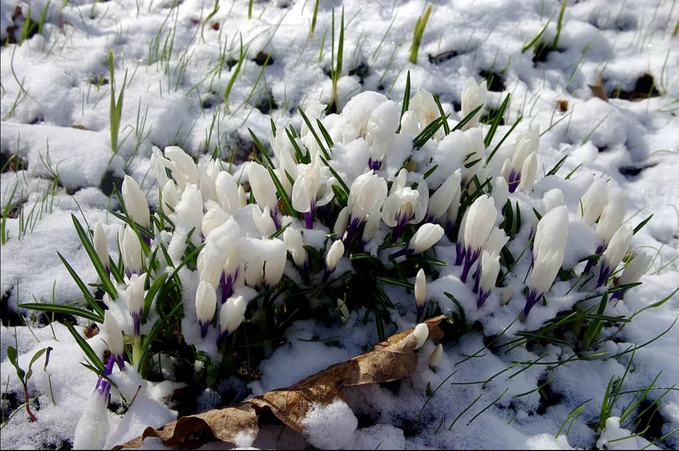 Фотография март 7. Пролески, подснежники, крокусы. Первоцвет Крокус белый. Первоцветы крокусы. Крокусы, пушкиния, Сцилла.
