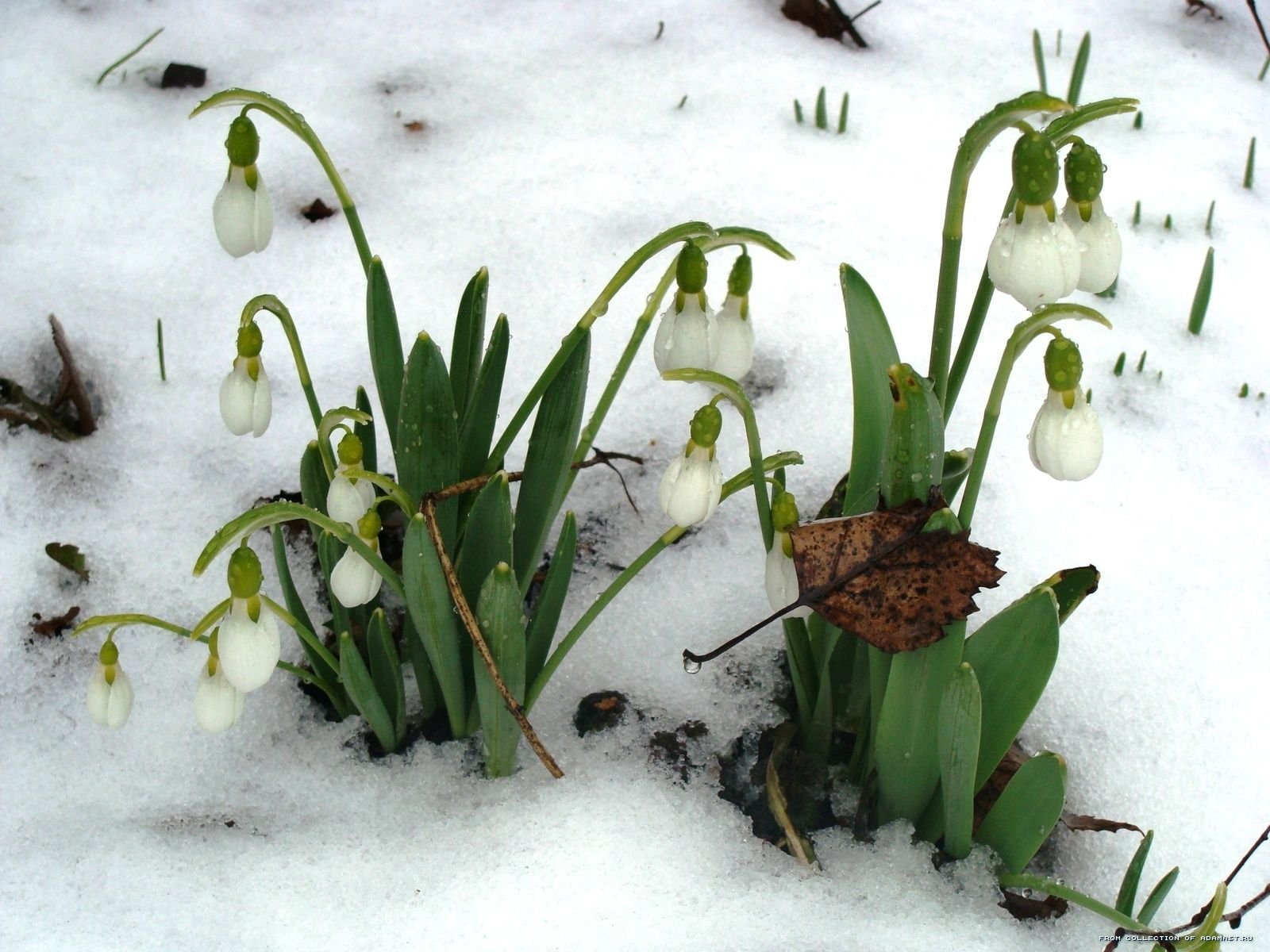 Первые цветы после снега