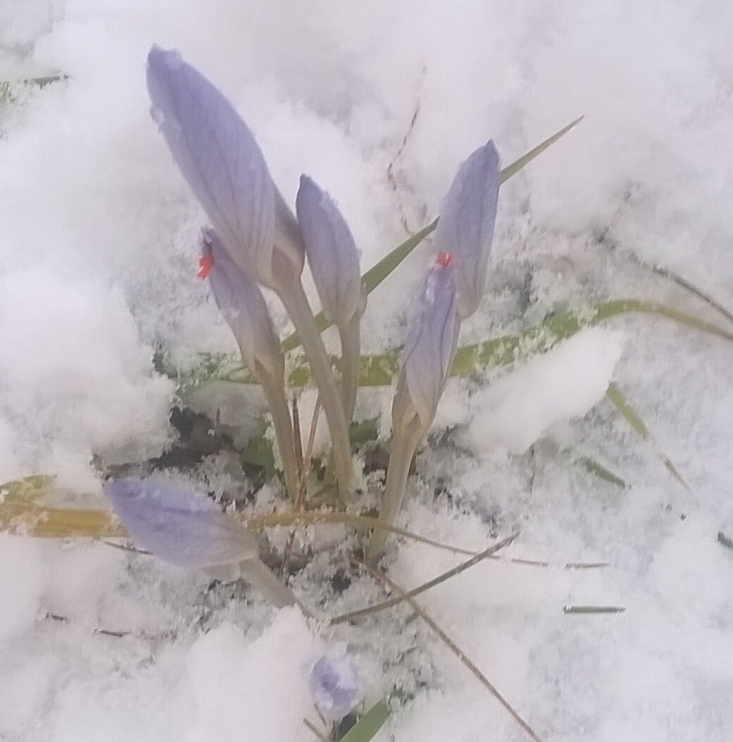 Самые первые цветы после зимы. Подснежники во льду. Крокусы после зимы. Подснежник Сибирский.