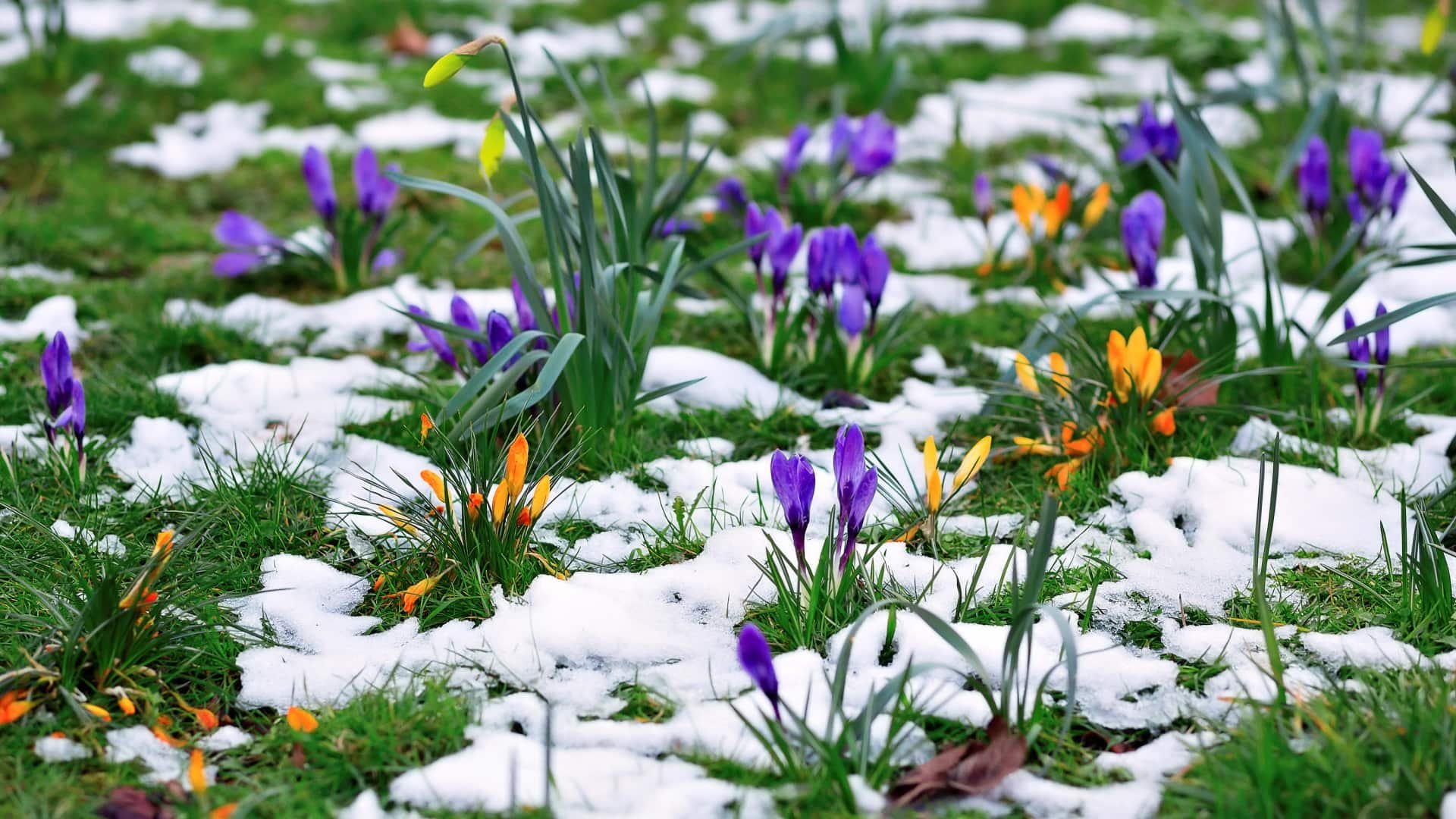 Early spring. Первоцветы (подснежники, крокусы, гиацинты).. Март проталины подснежники. Первоцветы Весеннее Пробуждение.