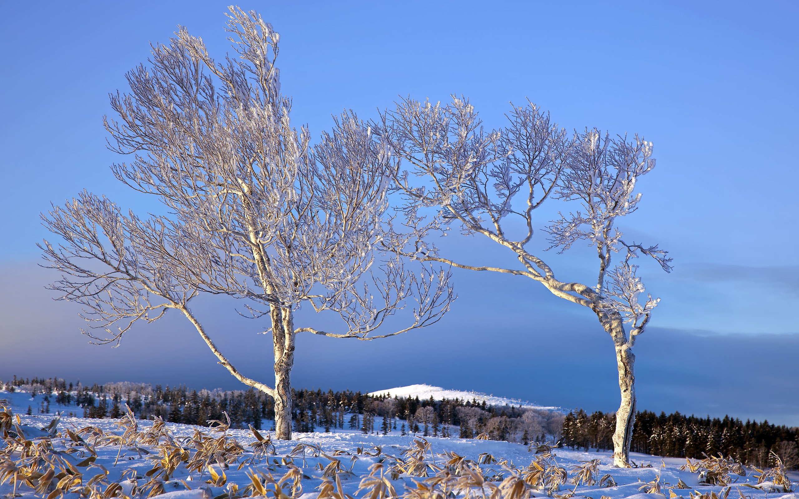 Winter tree. Деревья зимой. Снежные деревья. Лиственное дерево в снегу. Тополь зимой.