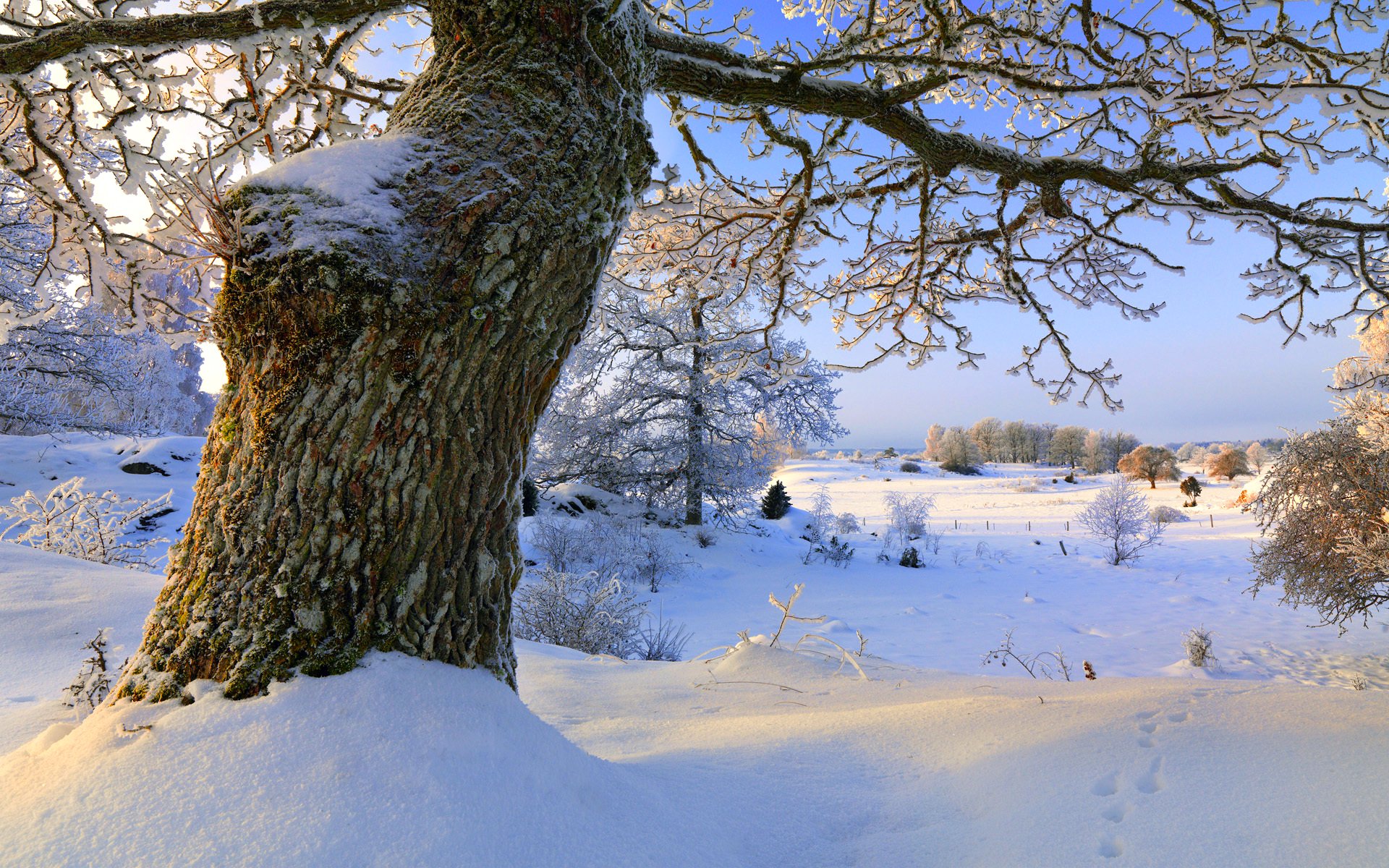 Winter tree. Деревья в снегу. Заснеженные деревья. Дуб зимой. Дуб в снегу.