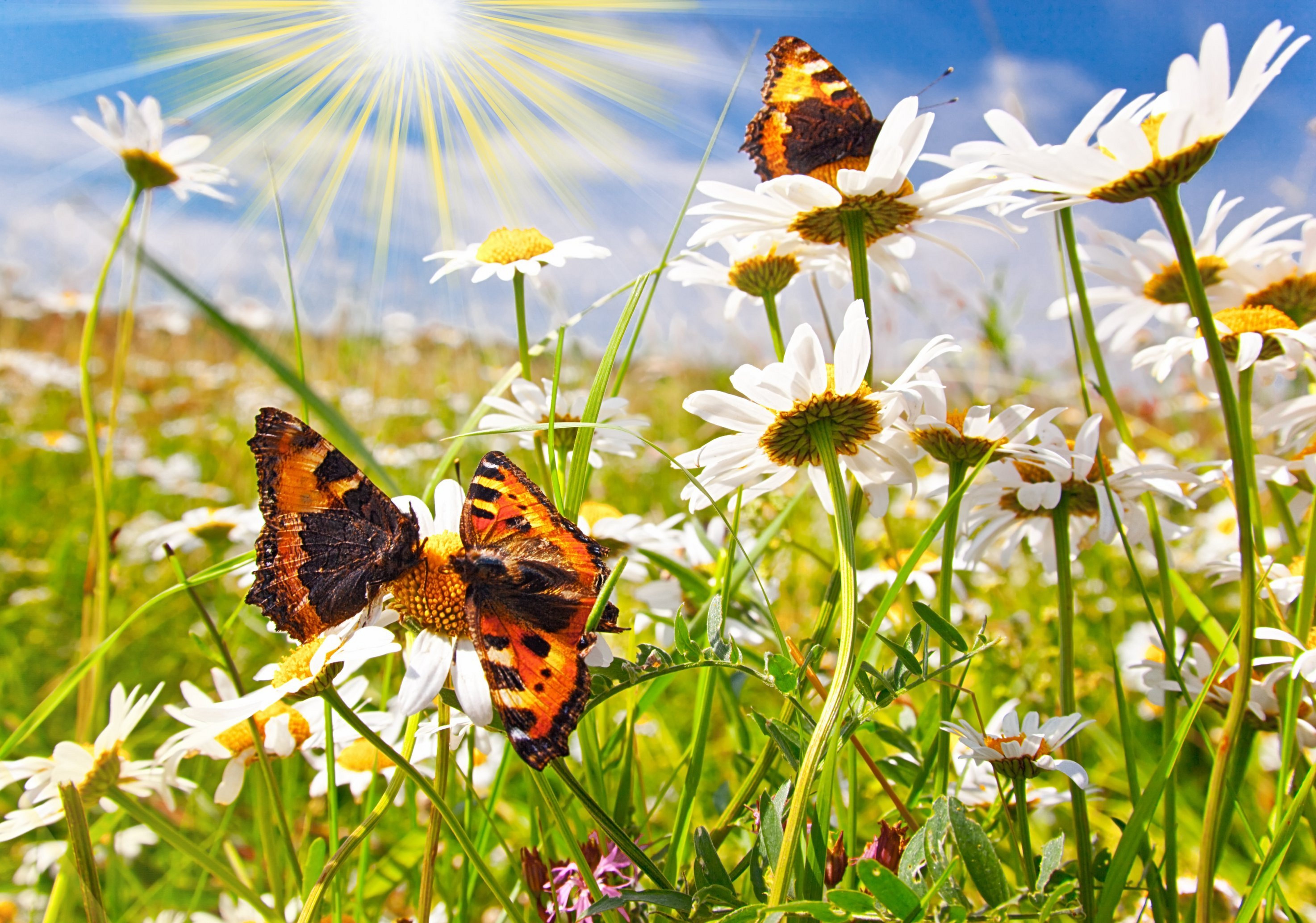 Солнечный день был ярок и красочный. Бабочки на лугу. Лето. Бабочка и ромашки. Природа летом.