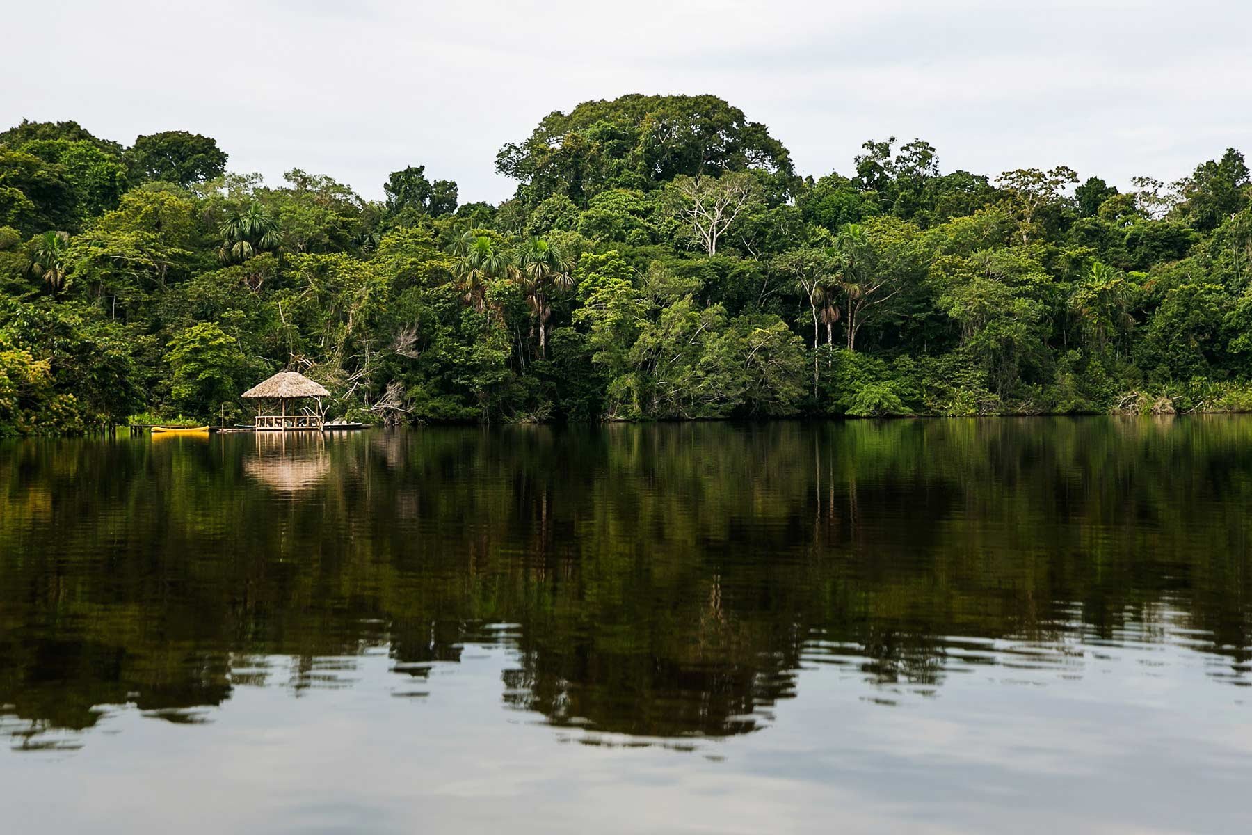 Джунгли бразилии. Река Амазонка джунгли. Амазонская Сельва Бразилии. Амазонские джунгли Бразилия. Тропические леса амазонки в Бразилии.