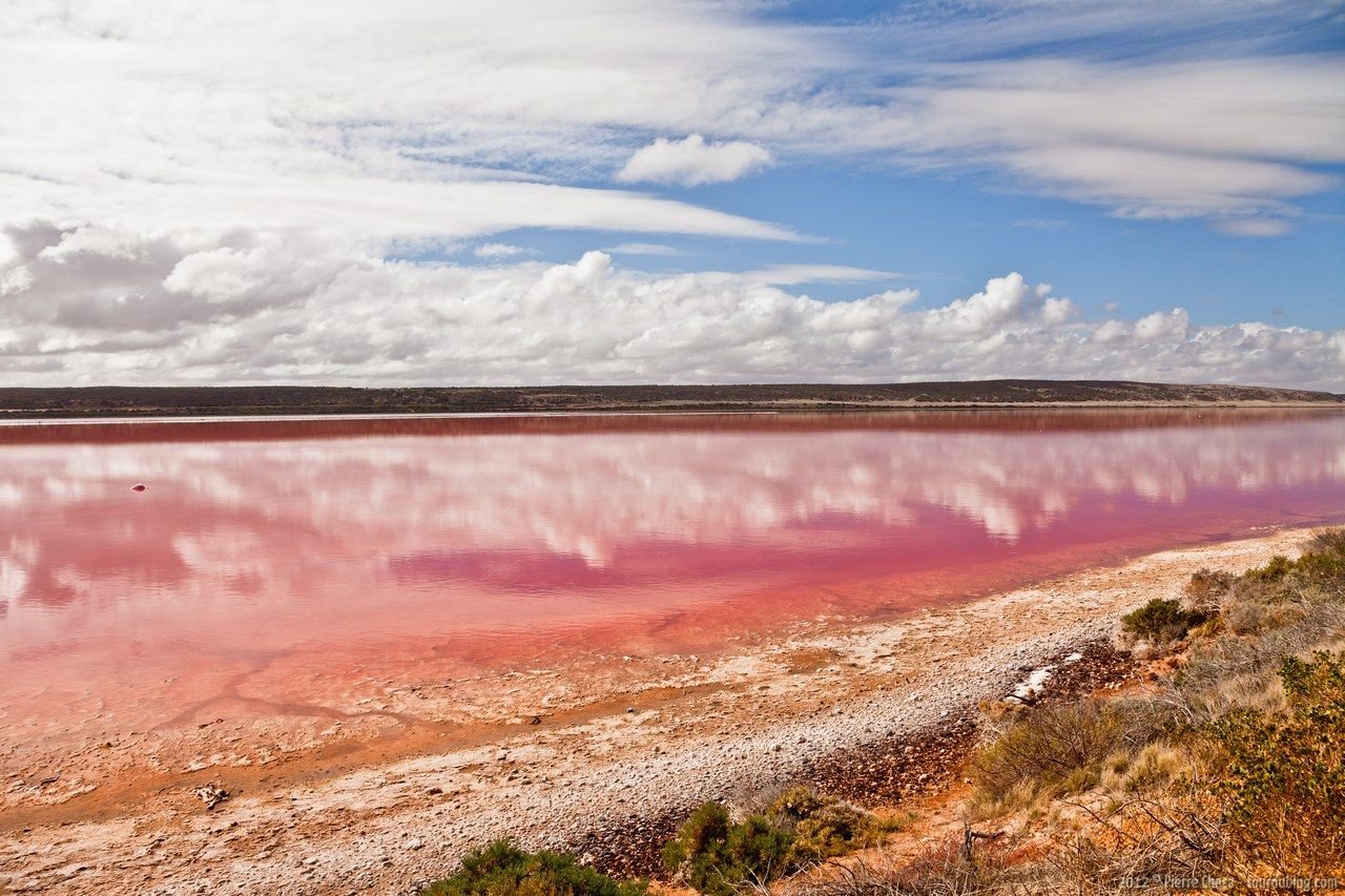 Есть розовое озеро. Бурлинское озеро Алтайский край. Озеро Хиллер. Озеро Ретба Сенегал. Озеро Хиллиер, Австралия.