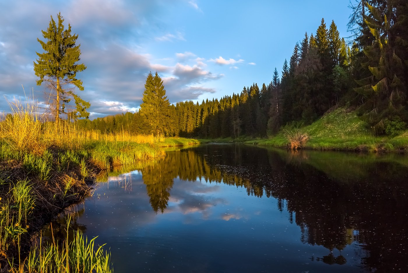 Ленобласть. Лесная речка Ленинградской области. Река Вуокса Сосновый лес. Река Озерная Ленинградская область. Лесные реки Ленинградской области.