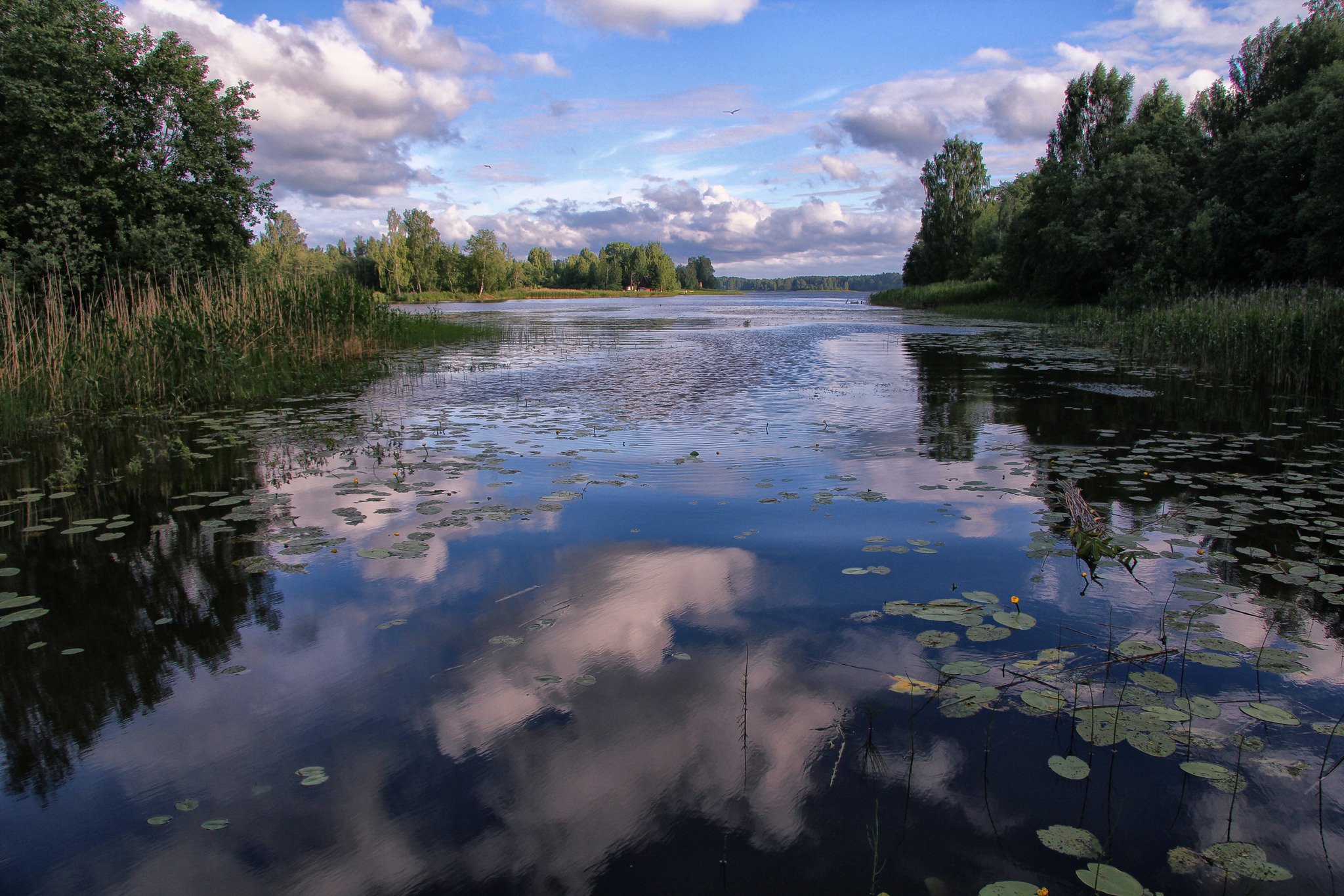 рыба в реке мста