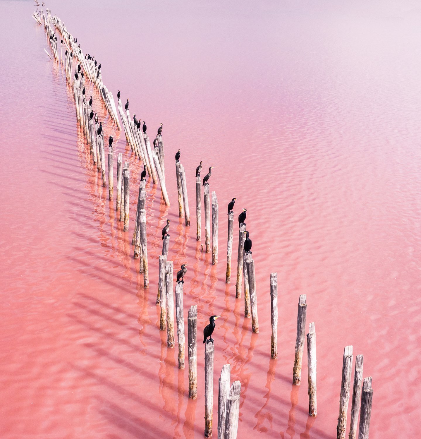 Розовое озеро сасык. Сасык-Сиваш. Озеро Сасык (Сасык-Сиваш). Оз Сасык-Сиваш.