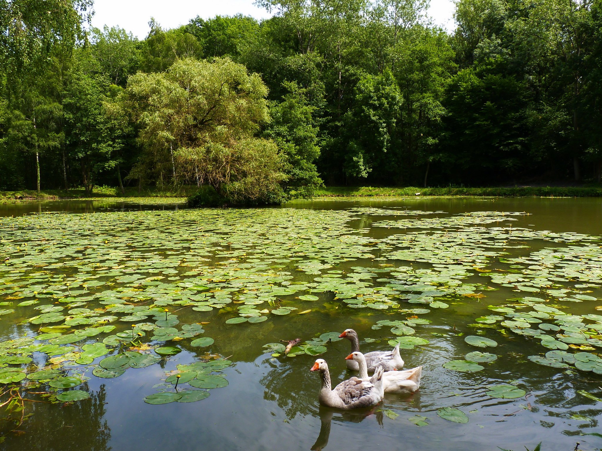 Озеро какой водоем. Бельгия болото парк. Парк пруд утки кувшинки. Новознаменка парк пруд с кувшинками. Природные водоемы.
