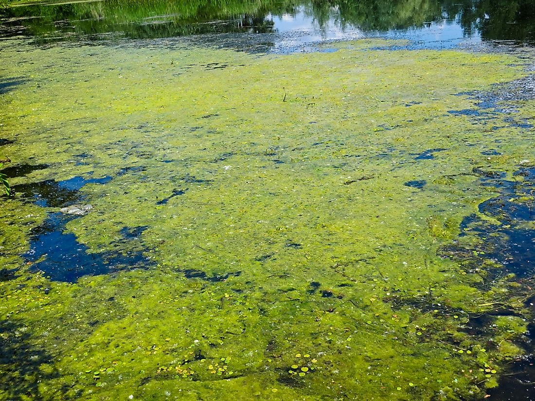 Ил фото в воде