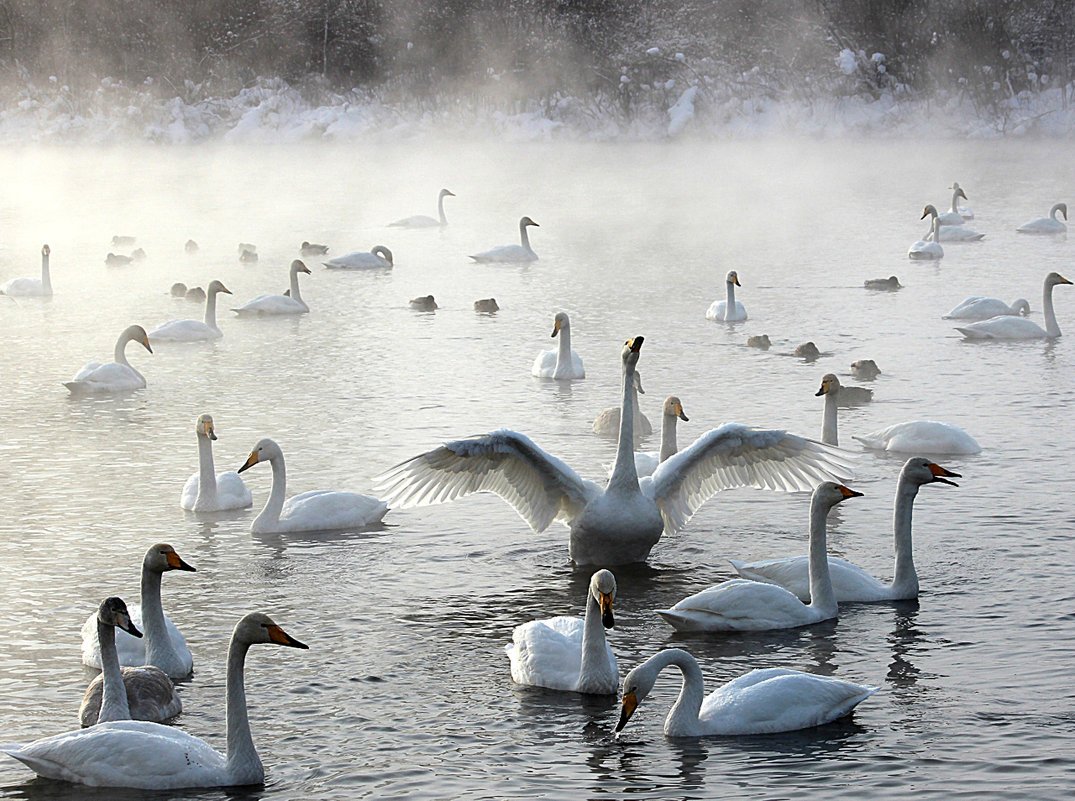 Лебединое озеро Белокуриха зимой