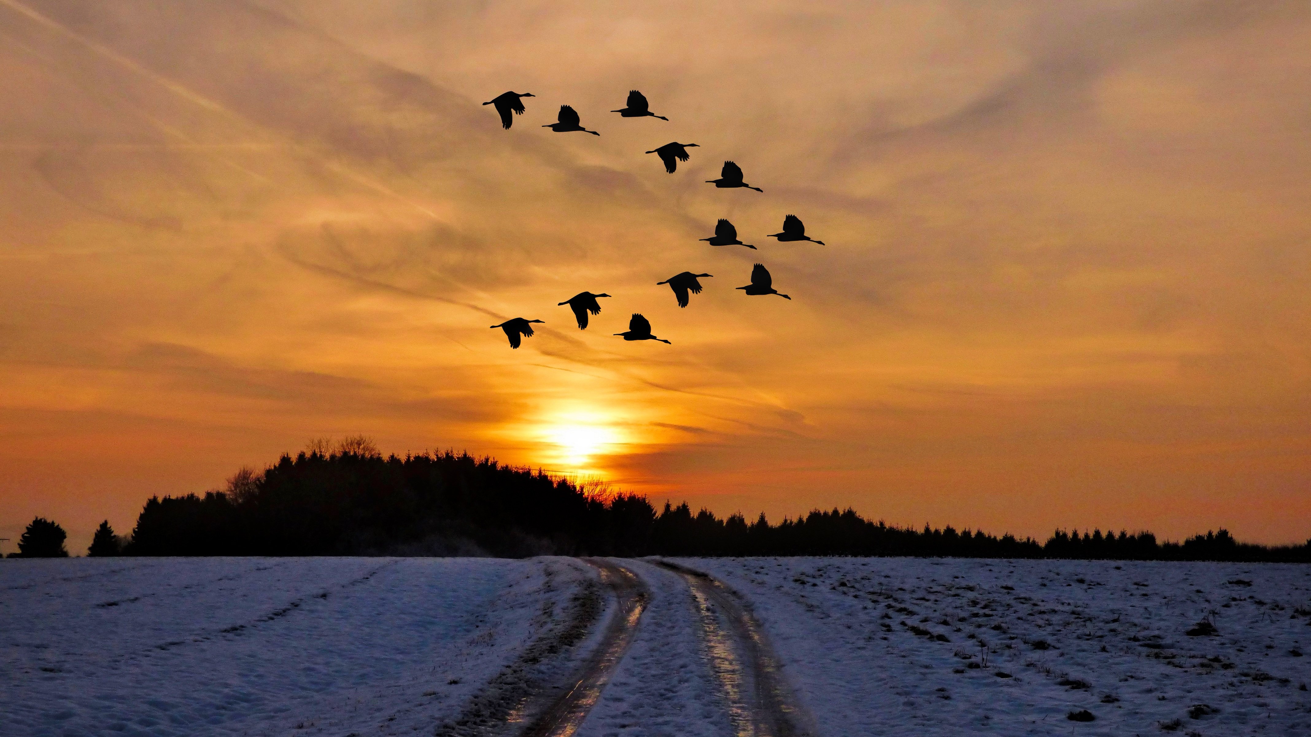 Россия небо птица. Птицы улетают. Птицы в небе зимой. Птицы улетают на Юг. Птицы на небе вечером.
