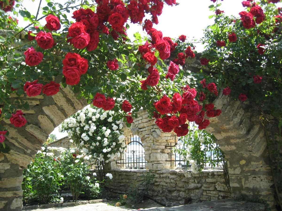 Балчик Болгария розы