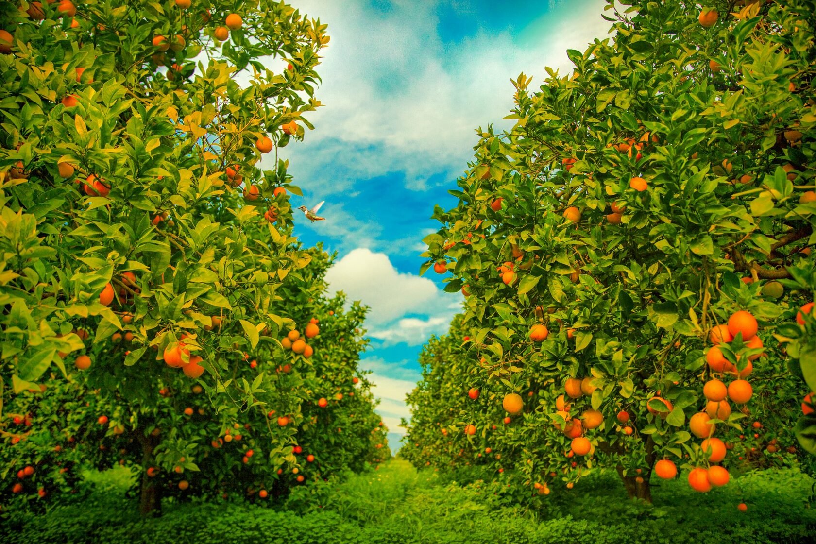 Садово фруктовый. Апельсиновая роща в Кемере. Мандариновый сад Абхазия. Апельсиновая плантация Сицилия. Мандариновые плантации в Абхазии.